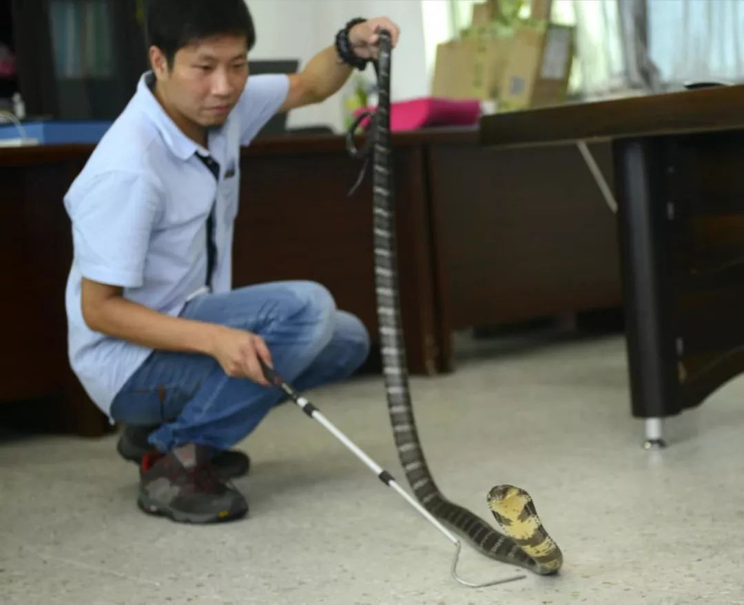 梦见蛇咬我我躲过了