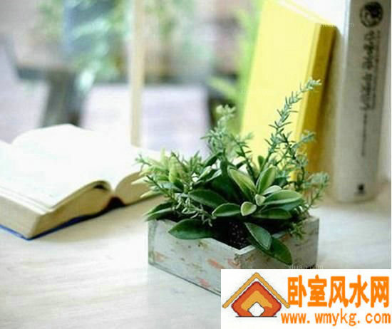 书桌植物风水