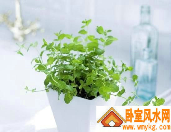 书桌植物风水