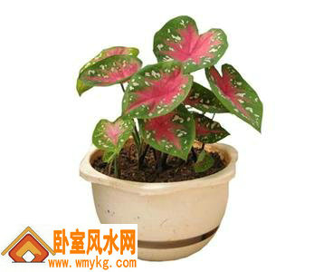 彩叶芋