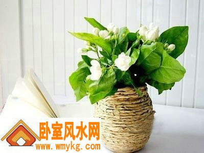 如何摆放书房内的植物