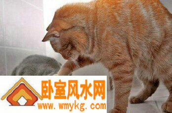 养猫能带来什么样的风水效应