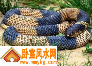 养蛇对风水好不好