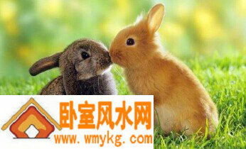 家里哪些方位适合养兔子