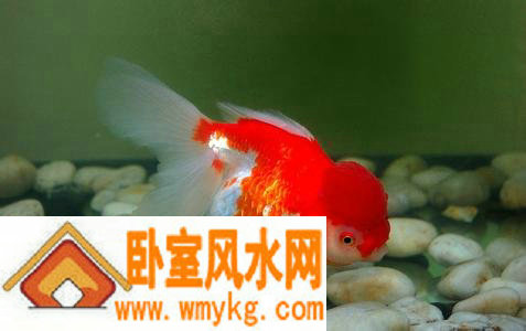 家庭养鱼风水知识
