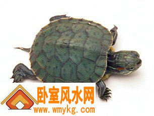 养龟需要掌握哪些风水常识