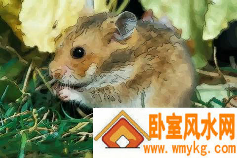 属鼠的几月出生最好运气旺