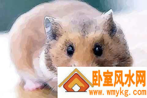2008年属鼠人2021年全年运势及运程 今年多大了几岁?