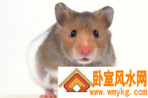 1996年属鼠人2021年全年运势及运程 今年多大了几岁?