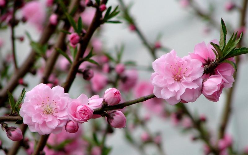 属猪的人出生年份及年龄表 属猪的几月出生好 属猪的人出生年份及年龄表 属猪的几月出生好