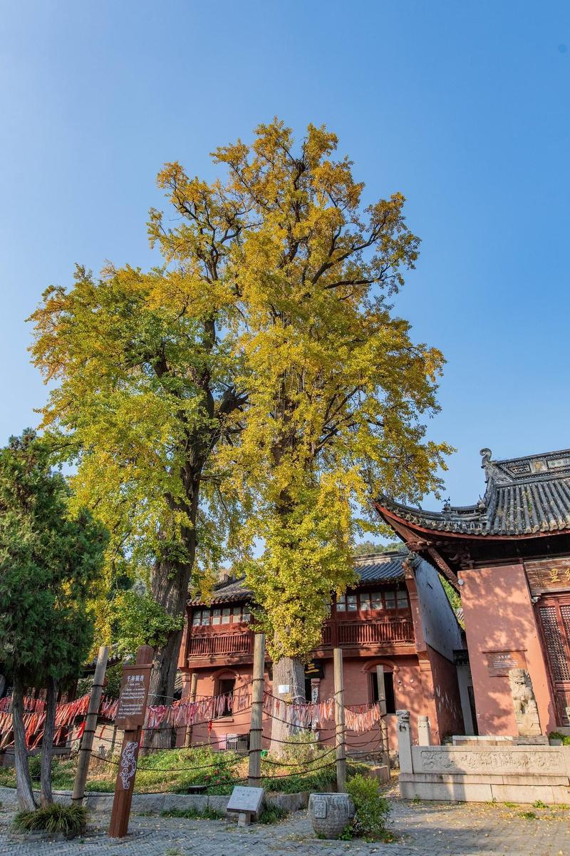 梦见额头长肿瘤了 梦见自己额头上长了个肿瘤 梦见额头长肿瘤了 梦见自己额头上长了个肿瘤