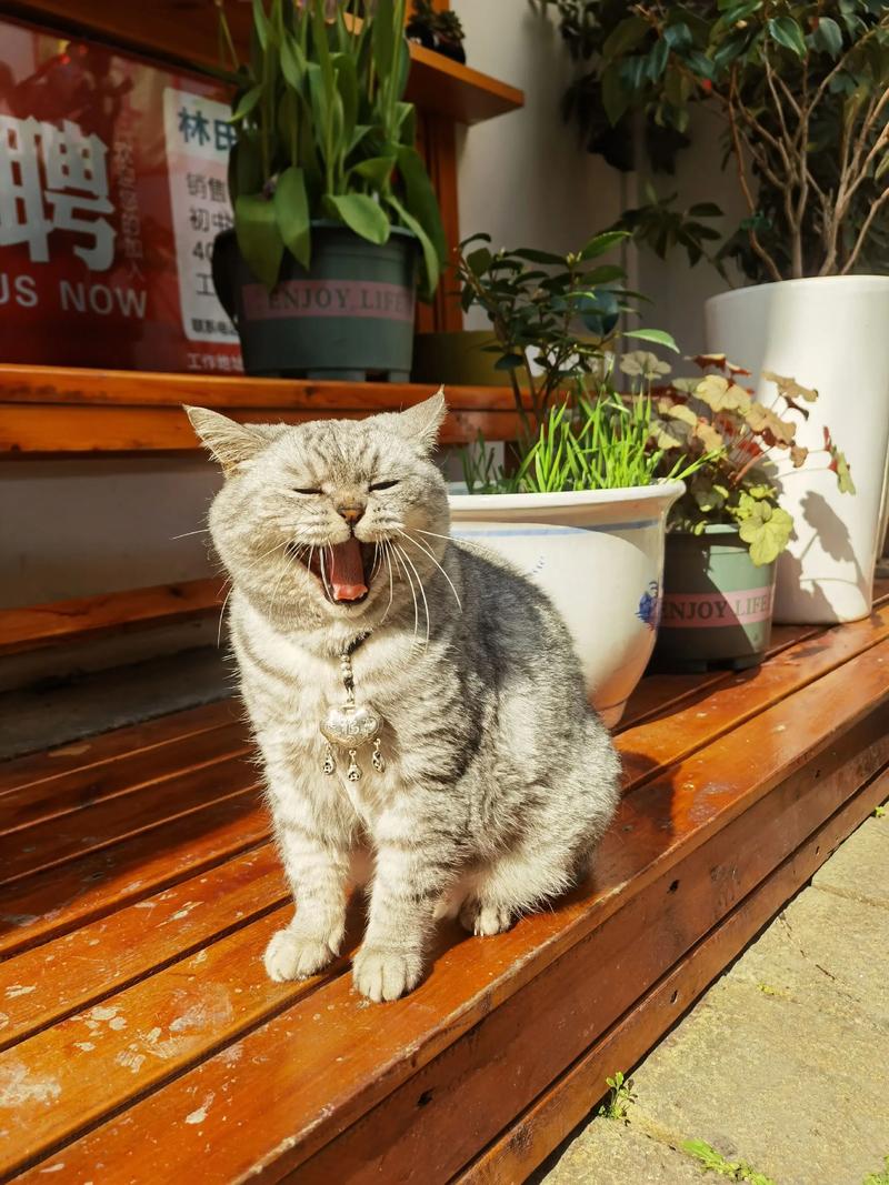 生肖兔12月运势 生肖兔9月运势是什么意思? 生肖兔12月运势 生肖兔9月运势是什么意思?