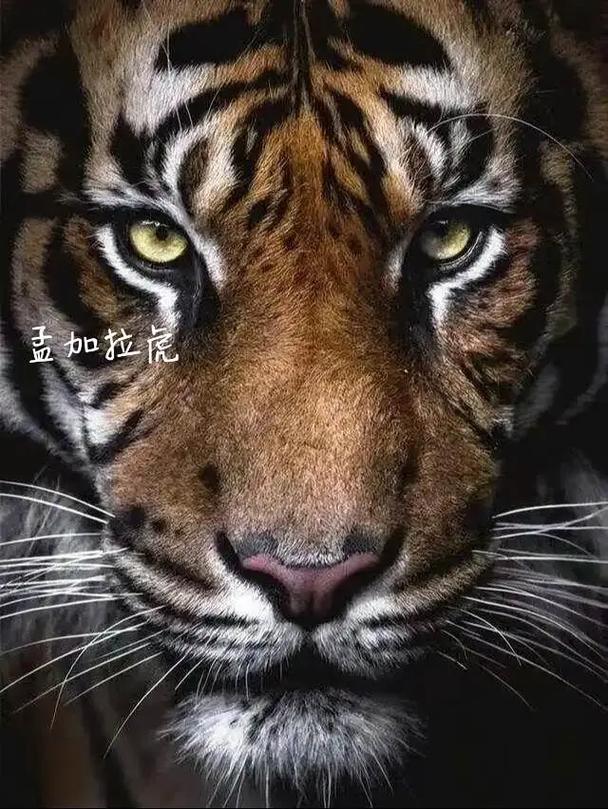 2000年2017年运势,属龙2017年运势及运程 2000年2017年运势,属龙2017年运势及运程