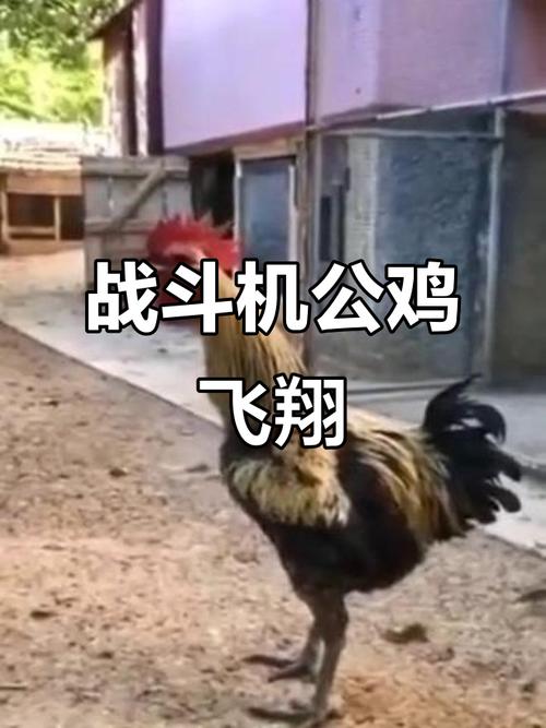 ʮ���������ֱ���ʲô���ӵ� ʮ�������ĳ�����