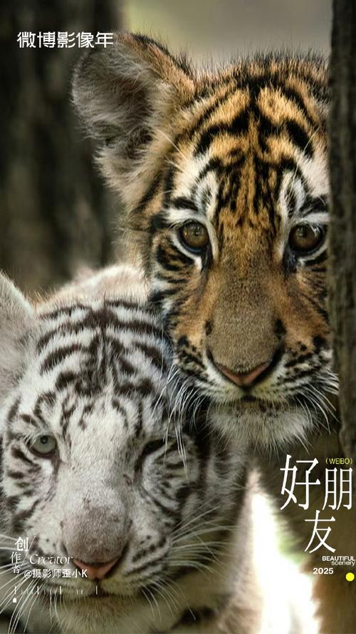 吴永恩多大年纪吴永恩的家世 吴永恩多大年纪吴永恩的家世