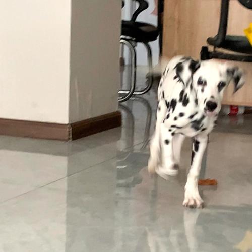 属虎的命运如何 属虎的命运如何