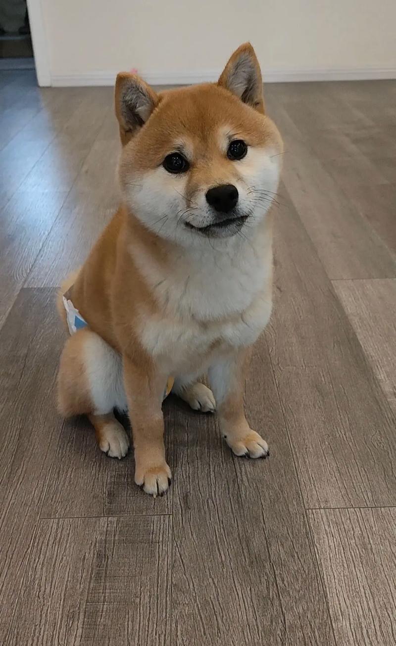 属兔人的一生_属兔人的婚姻与命运 属兔人的一生_属兔人的婚姻与命运