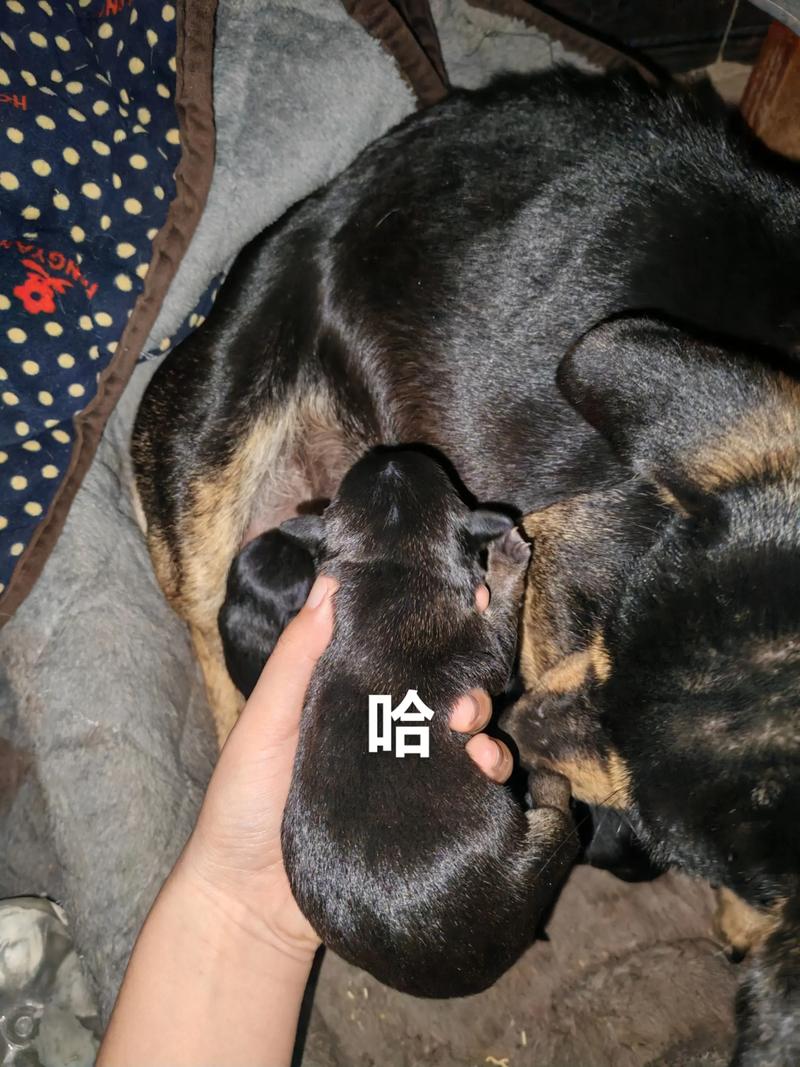 属鼠人生于几月优秀 属鼠人生于几月优秀