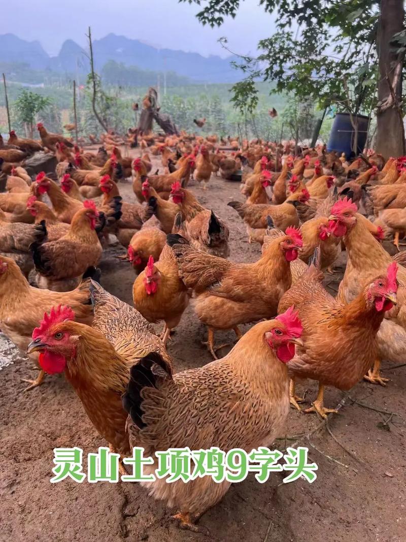 普及家庭风水小知识图片(家居风水知识大全家居风水有什么禁忌) 普及家庭风水小知识图片(家居风水知识大全家居风水有什么禁忌)