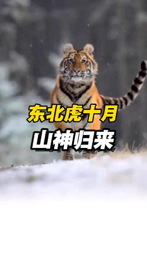 生肖属虎2025年运程详解 生肖属虎2025年运程详解