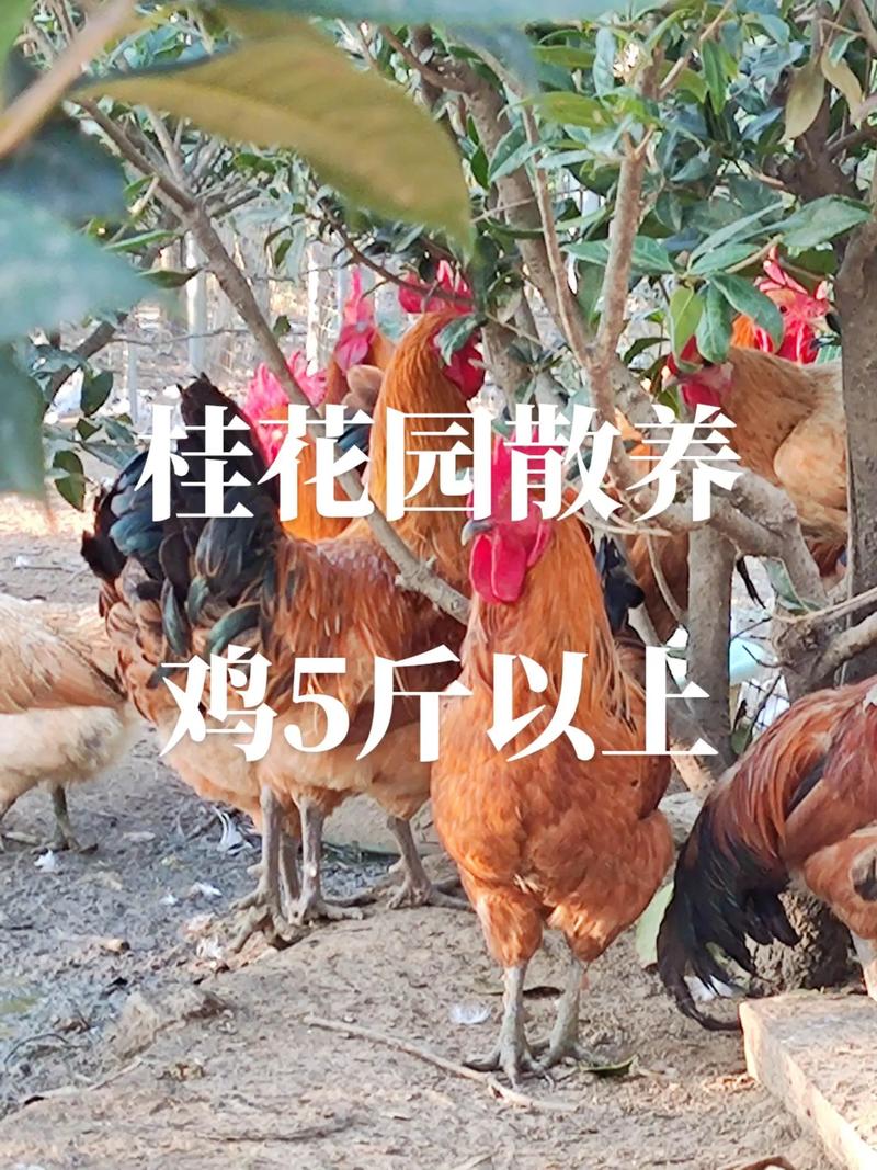 八字双猪拱槽 八字有两库 八字双猪拱槽 八字有两库