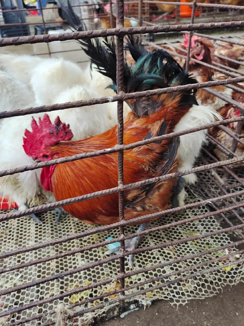 女狗男蛇的婚姻命运如何 男狗女蛇是绝配 女狗男蛇的婚姻命运如何 男狗女蛇是绝配