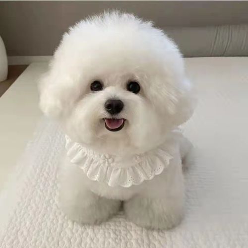 属虎属牛多少分 属牛的和什么属相不合 属虎属牛多少分 属牛的和什么属相不合