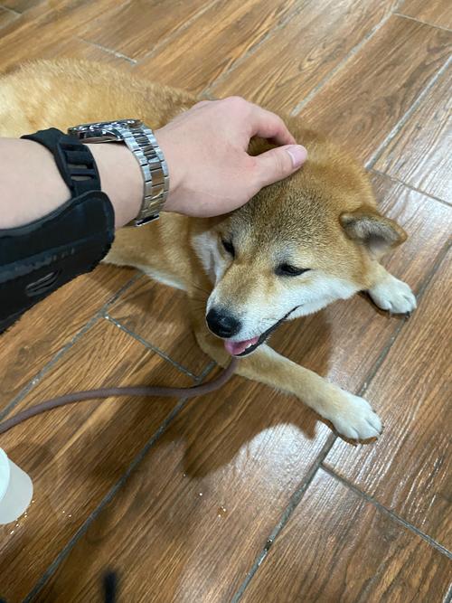 晚上十一点出生的属羊男孩起什么名,应用什么字 晚上十一点出生的属羊男孩起什么名,应用什么字