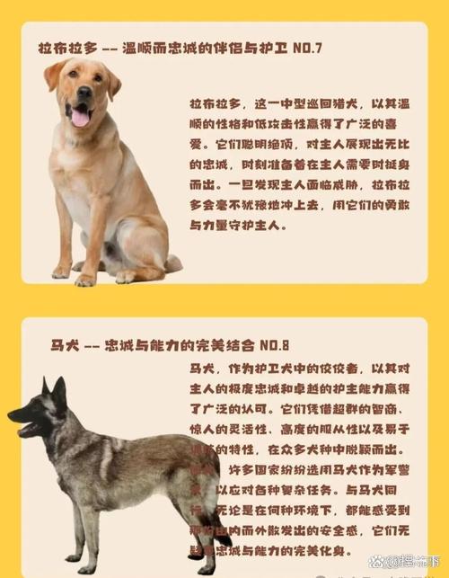 梦中枣园风景如画_枣树绿叶盈枝硕果累累 梦中枣园风景如画_枣树绿叶盈枝硕果累累