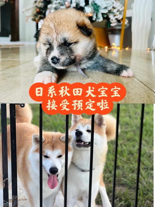 属牛2026年的运势及运程怎么样 顺利吗 属牛2026年的运势及运程怎么样 顺利吗