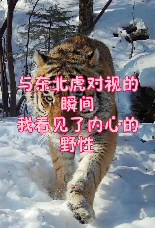 挂风铃的风水禁忌 挂风铃的风水禁忌