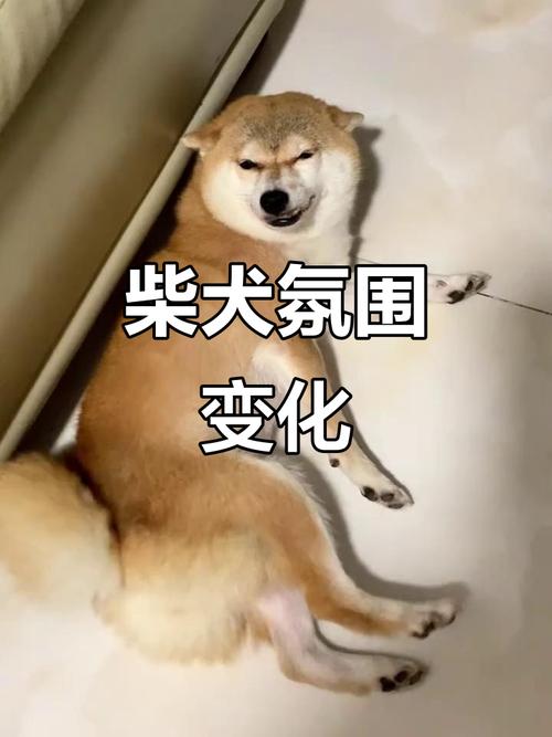 ������ʮ�����ƣ�������ռ���е�12�ŵ�������ʲ