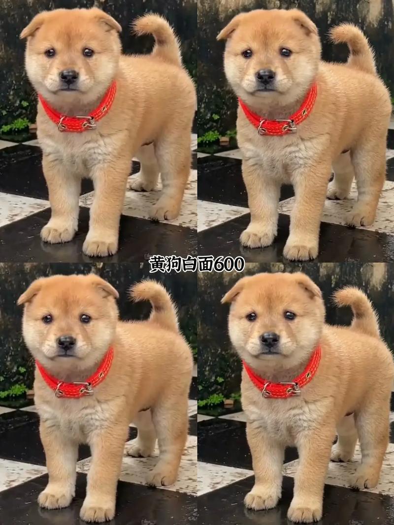 紫微斗数选阳宅 紫微斗数选阳宅