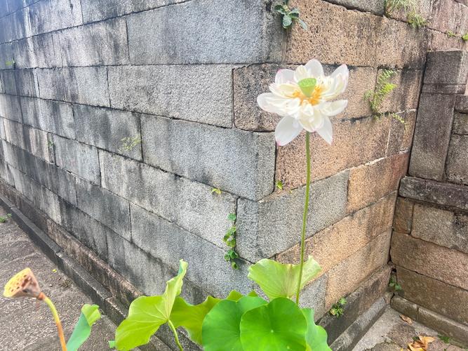 梦见刨土什么意思 梦见挖田啥意思 梦见刨土什么意思 梦见挖田啥意思