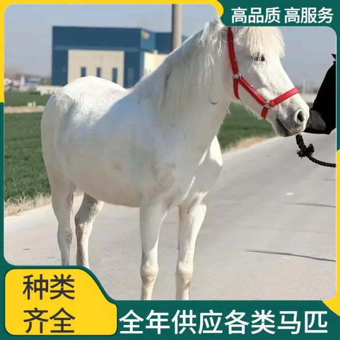 奔跑吧小百合酱(奔跑吧小百合酱电影) 奔跑吧小百合酱(奔跑吧小百合酱电影)