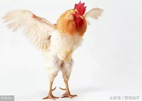 ������С�ȵİ������