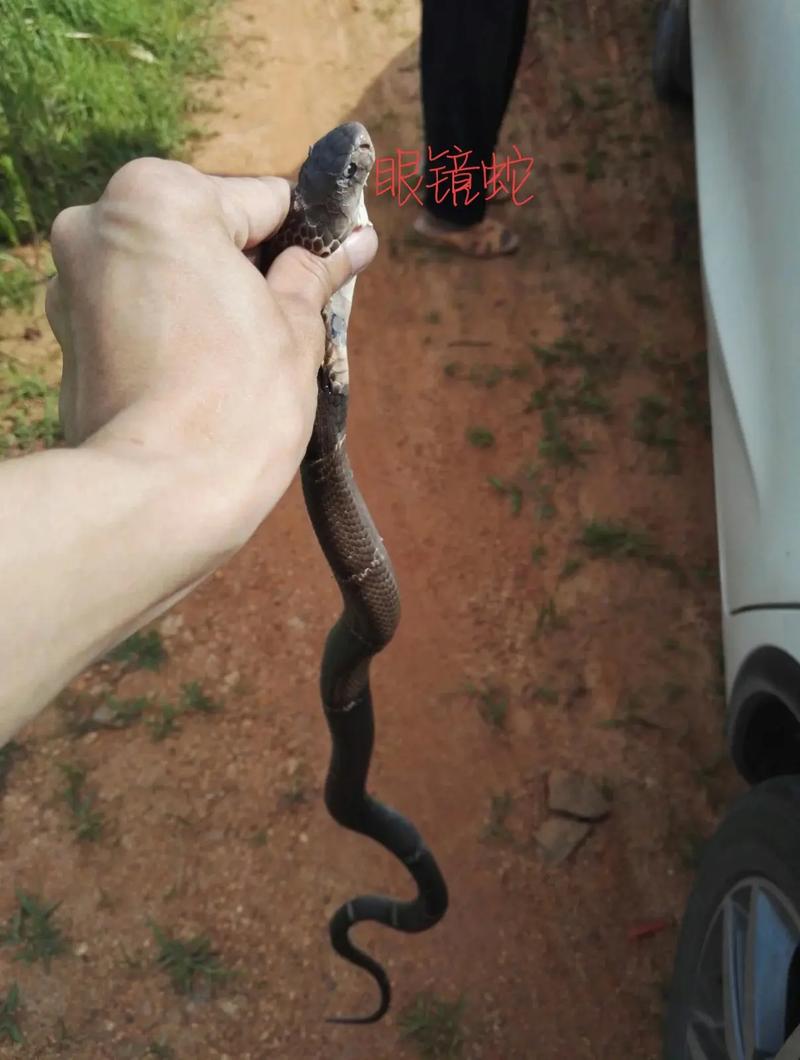 1994���й���1995���������䣬1994�������Ļ���1