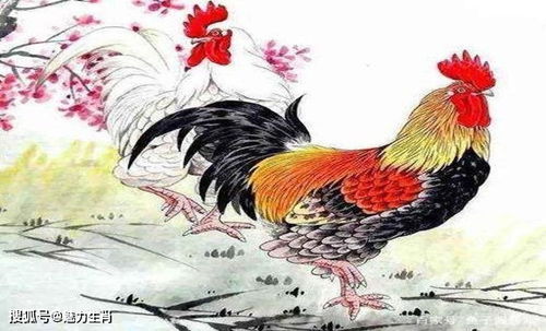 属鼠摩羯座运势,腊月13出生的鼠人运势 属鼠摩羯座运势,腊月13出生的鼠人运势