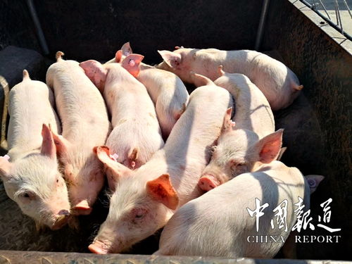 农历六月十七生肖运势 农历六月十二生肖运势是什么意思? 农历六月十七生肖运势 农历六月十二生肖运势是什么意思?