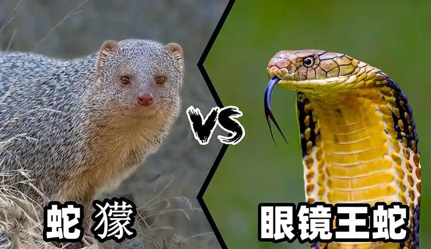 麻雀这部剧真把我恶心到了 麻雀这部剧真把我恶心到了