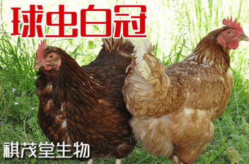 阴宅壬山丙向兼子午最旺 阴宅壬山丙向兼子午最旺