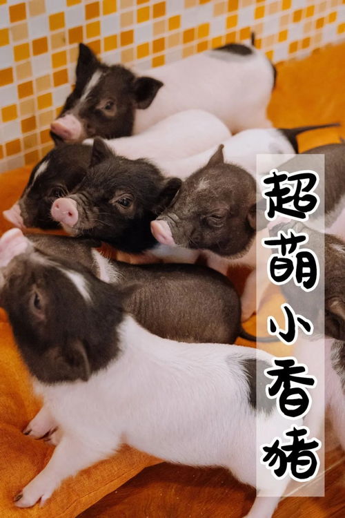 金牛座发光车标(金牛座车颜色) 金牛座发光车标(金牛座车颜色)