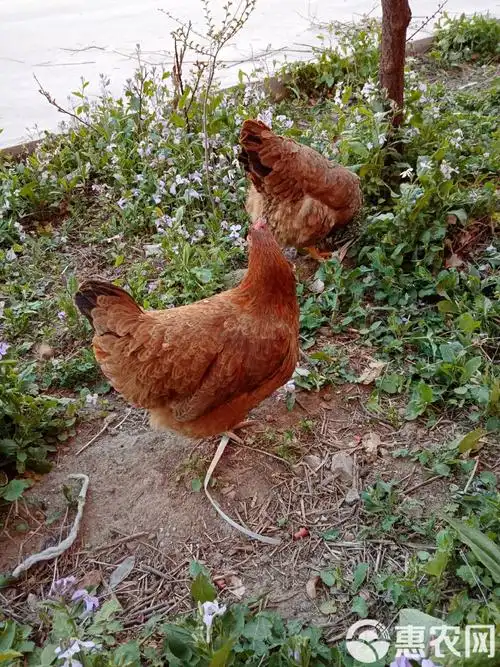 别墅玄关放艺术品风水禁忌 别墅玄关放艺术品风水禁忌