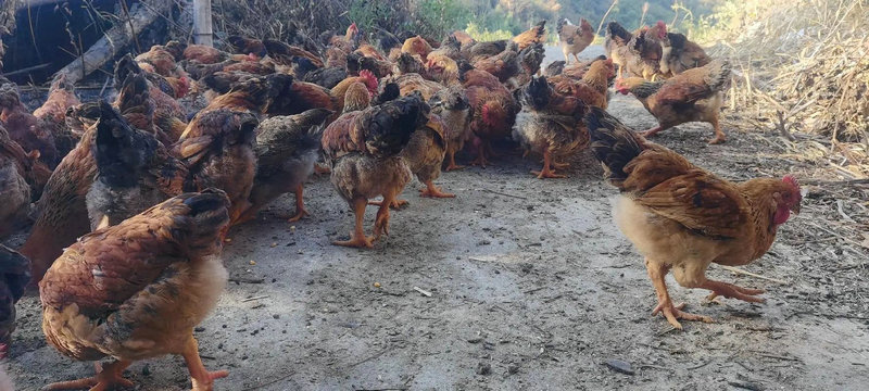 属猪生肖羊的最佳婚配属相,92年属猴的属相婚配 属猪生肖羊的最佳婚配属相,92年属猴的属相婚配