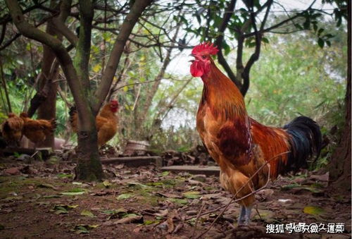 2016年属鸡人的全年运势男,属鸡2016年运势及运程 2016年属鸡人的全年运势男,属鸡2016年运势及运程