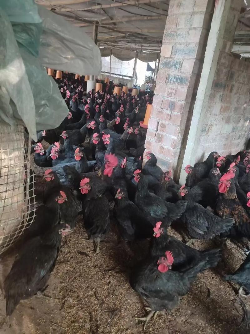 别墅下层花园风水如何 别墅下层花园风水如何
