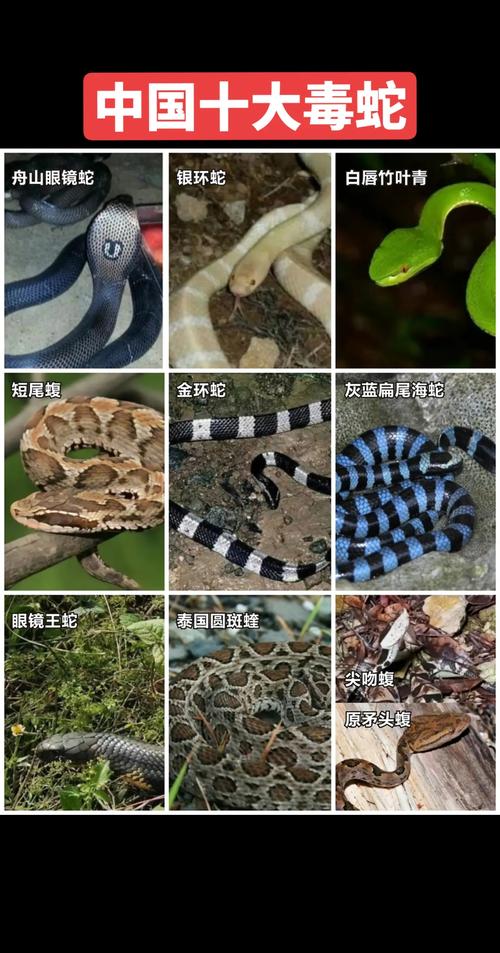 不可思议的世界(猪猪侠大电影之不可思议的世界) 不可思议的世界(猪猪侠大电影之不可思议的世界)
