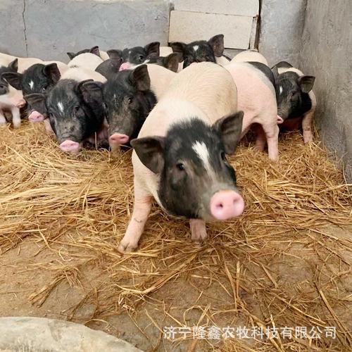 一个伤官二个伤官 一个正官三个伤官 一个伤官二个伤官 一个正官三个伤官