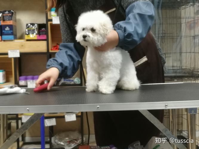 2025年鼠年犯太岁的生肖有哪些 2025年鼠年犯太岁的生肖有哪些