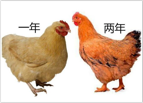 �������Ϫǣ�ּ�˫����ĸ